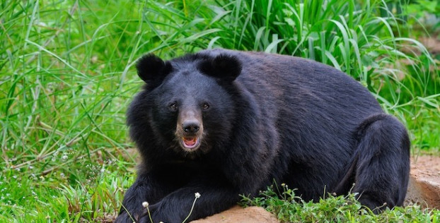 В Японии страховщики предложили защиту от медведей