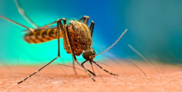 Как избавиться от укуса комара и чем лечить зуд