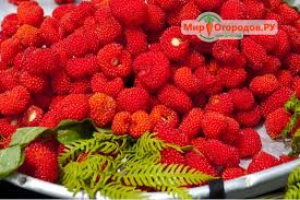 Названы ягоды, способные защитить от рака и диабета