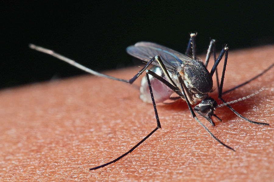 How to get rid of a mosquito bite and how to treat itching