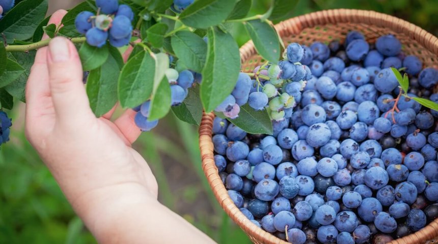 Какие ягоды августа помогут очистить организм и предотвратить рак