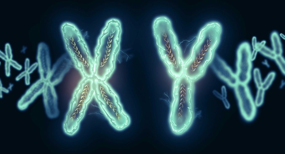 Короткую жизнь мужчин связали с действием Y-хромосомы